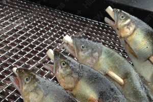 キャンプのメイン食材に据えた川魚の塩焼き