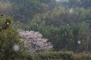 雪が舞う里山に咲いた山桜