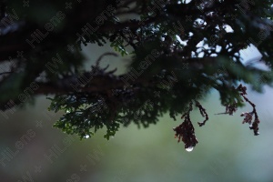 雫が輝く雨の森