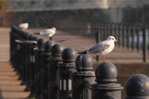 野鳥と共有する港町