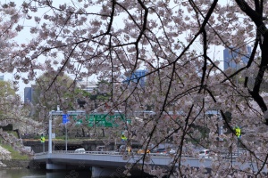 桜が彩る春の高速道路