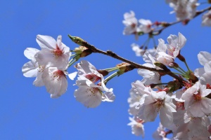 桜の花にクローズアップ