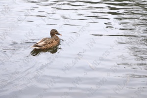 穏やかな水面に鴨の遊泳