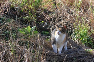 猫がのんびり日向ぼっこ