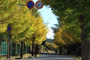 ゆるいカーブ道路に秋のイチョウ並木