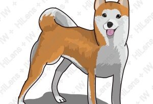 柴犬のキャラクターデザイン