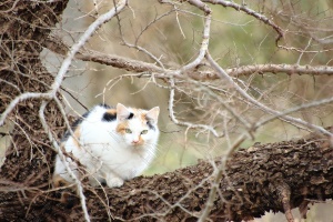 木の上の猫