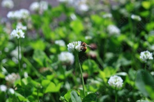 ミツバチは美しく健康的な花で栄養補給