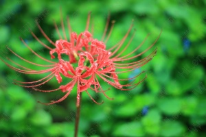 雨上がりの彼岸花に雫がみずみずしい