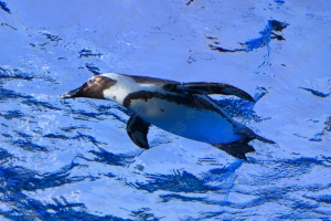 ペンギンは空を飛べないが水中をスムーズに泳いで浮遊する