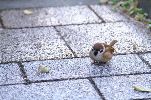 雀と街路