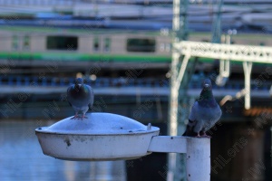 鳩が羽を休める街は今日も平和