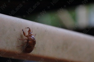 セミの抜け殻を見つけた夏の終わり