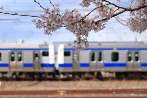 新年度を乗せた通勤電車に添える桜