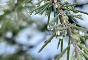 雫が輝く雨上がり