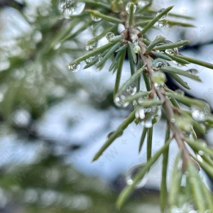 雫が輝く雨上がり