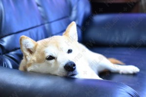 彼はお気に入りのソファーでウトウト「zzz...」