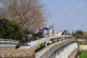 橋の欄干は鳩が整列する飛行場