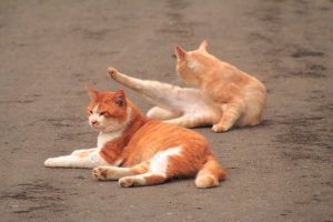 2匹の猫が僕の横に来て座った