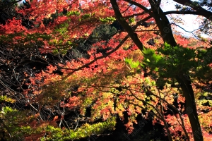 日本には真紅の秋が訪れます