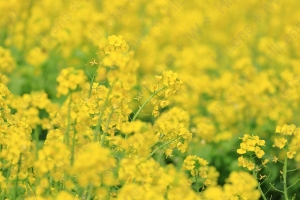 一面の黄色に染まった春の菜の花畑は眩しくおぼろげ