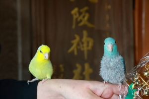 神社で出会った2羽のカナリアにも挨拶