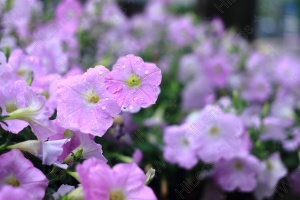 雨上がりの花園