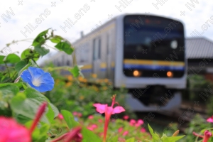 朝顔が通勤電車に「行ってらっしゃい！」