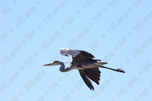 野鳥の勇ましい滑空が私の目を魅了する