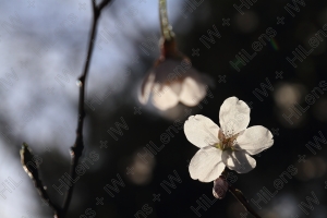 桜の開花が春の便り