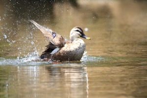 公園の池で野鳥が水しぶきを上げる瞬間