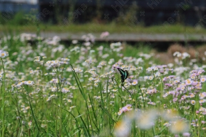 美しい蝶が舞う花畑の風景