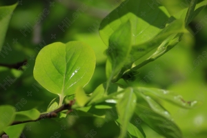 5月の若葉