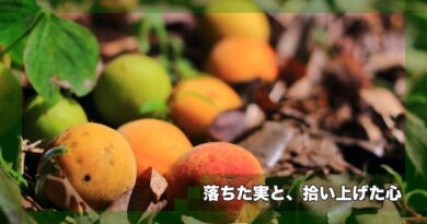 [Story005]落ちた実と、拾い上げた心