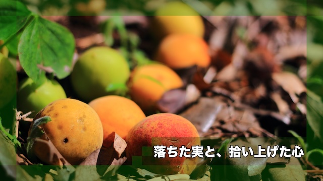 [Story005]落ちた実と、拾い上げた心