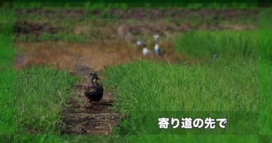 [Story006]寄り道の先で