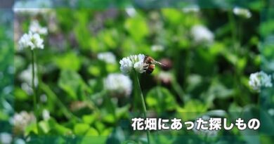 花畑にあった探しもの