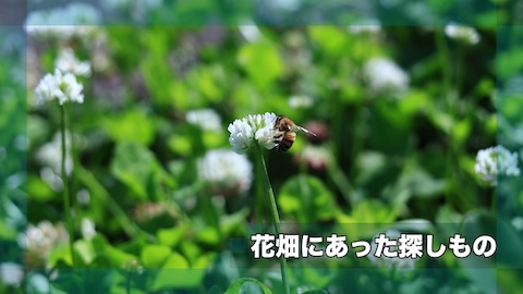 花畑にあった探しもの