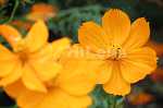 キバナコスモスが明るく照らす花壇