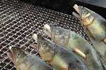 キャンプのメイン食材に据えた川魚の塩焼き