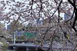 桜が彩る春の高速道路