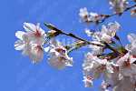 桜の花にクローズアップ