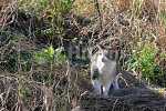 猫がのんびり日向ぼっこ