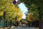 ゆるいカーブ道路に秋のイチョウ並木