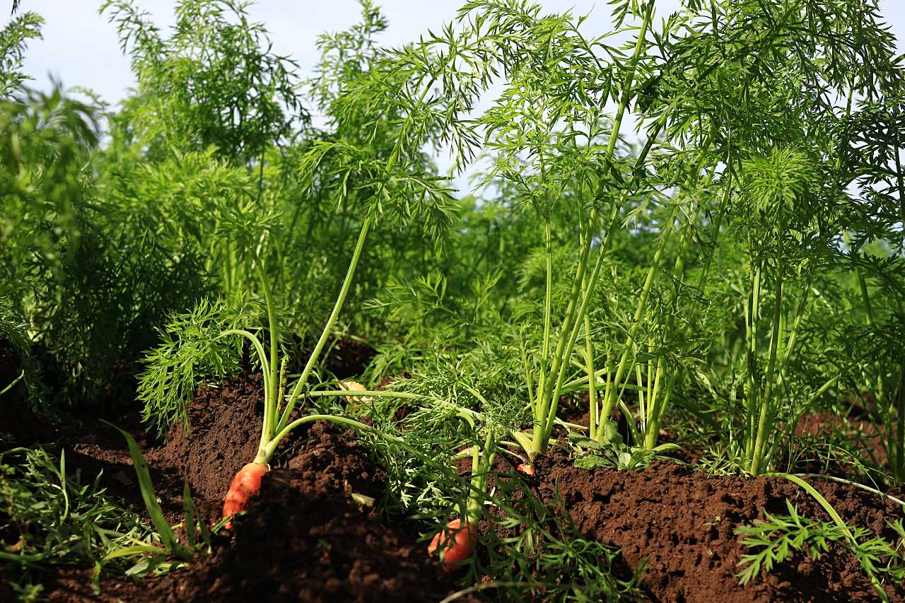 爽やかなにんじん畑の写真素材