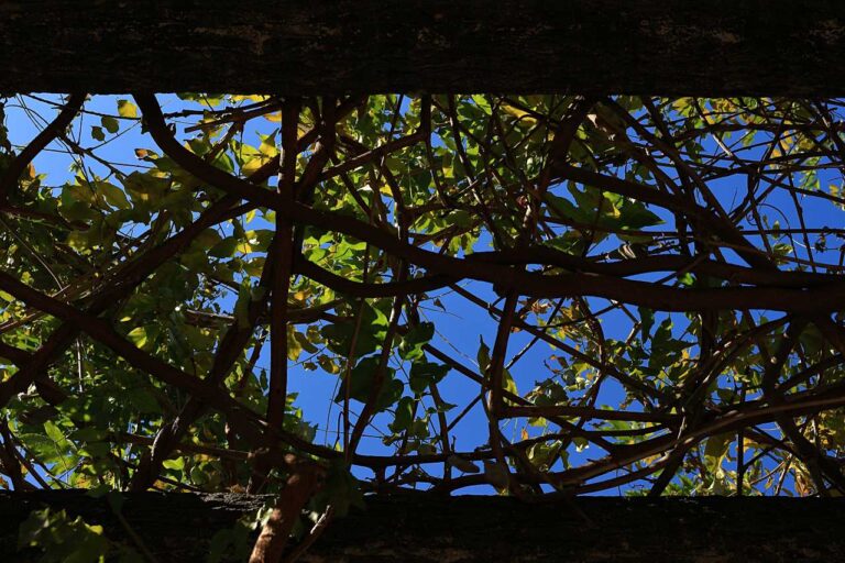 樹木のレターボックスの写真素材