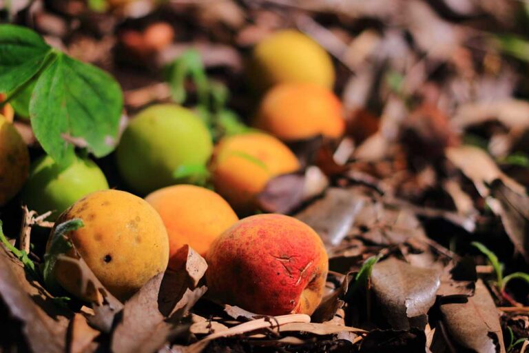 木の実とスポットライトの写真素材