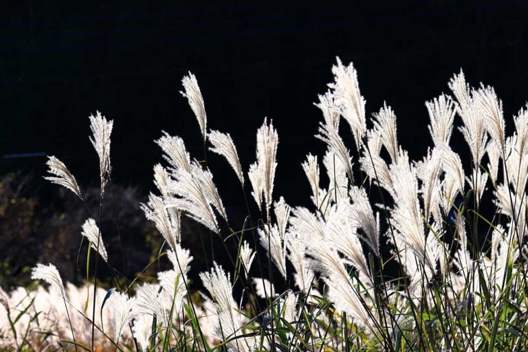 北風に揺れるススキの写真素材