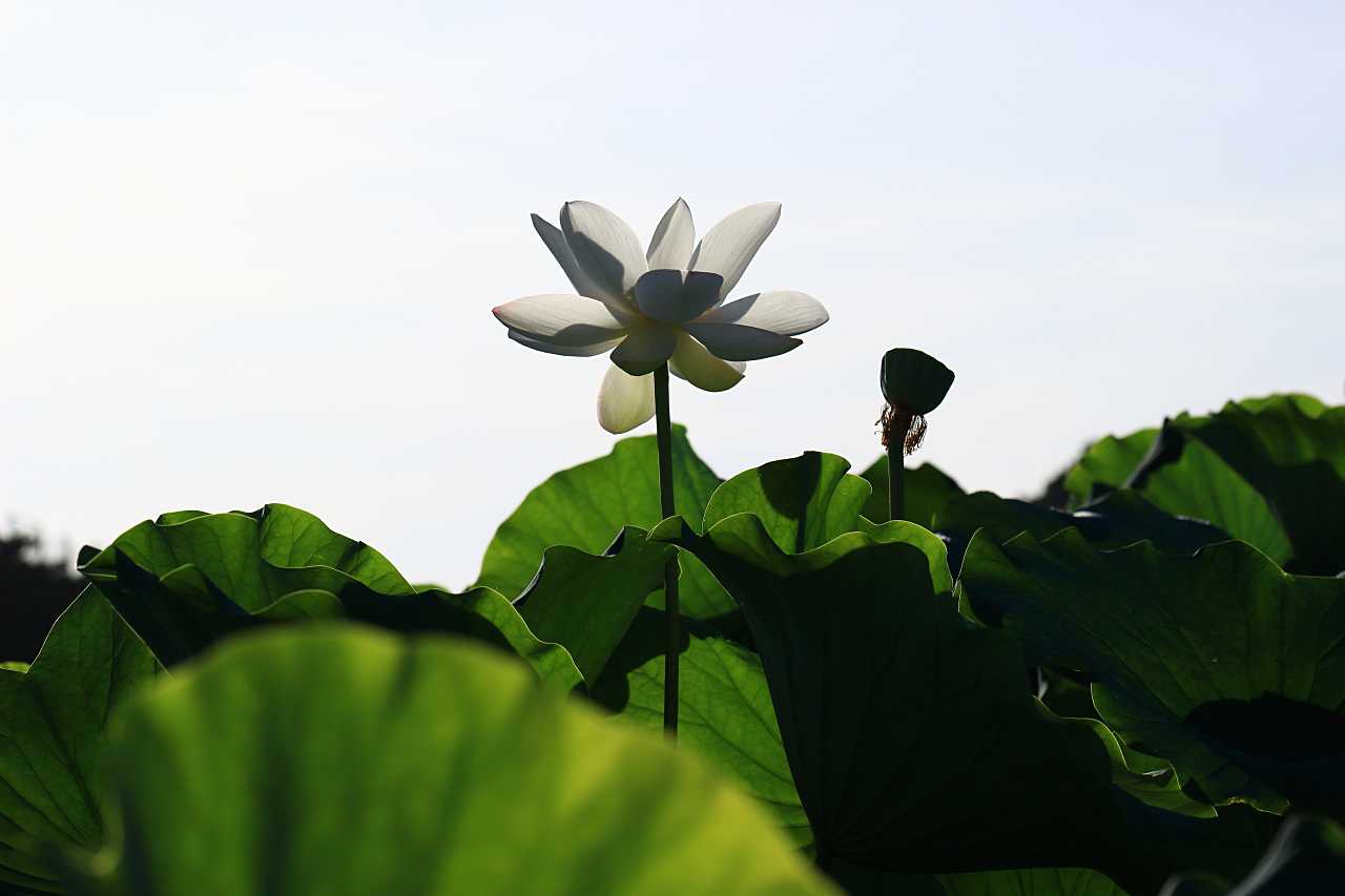 蓮の花の写真素材