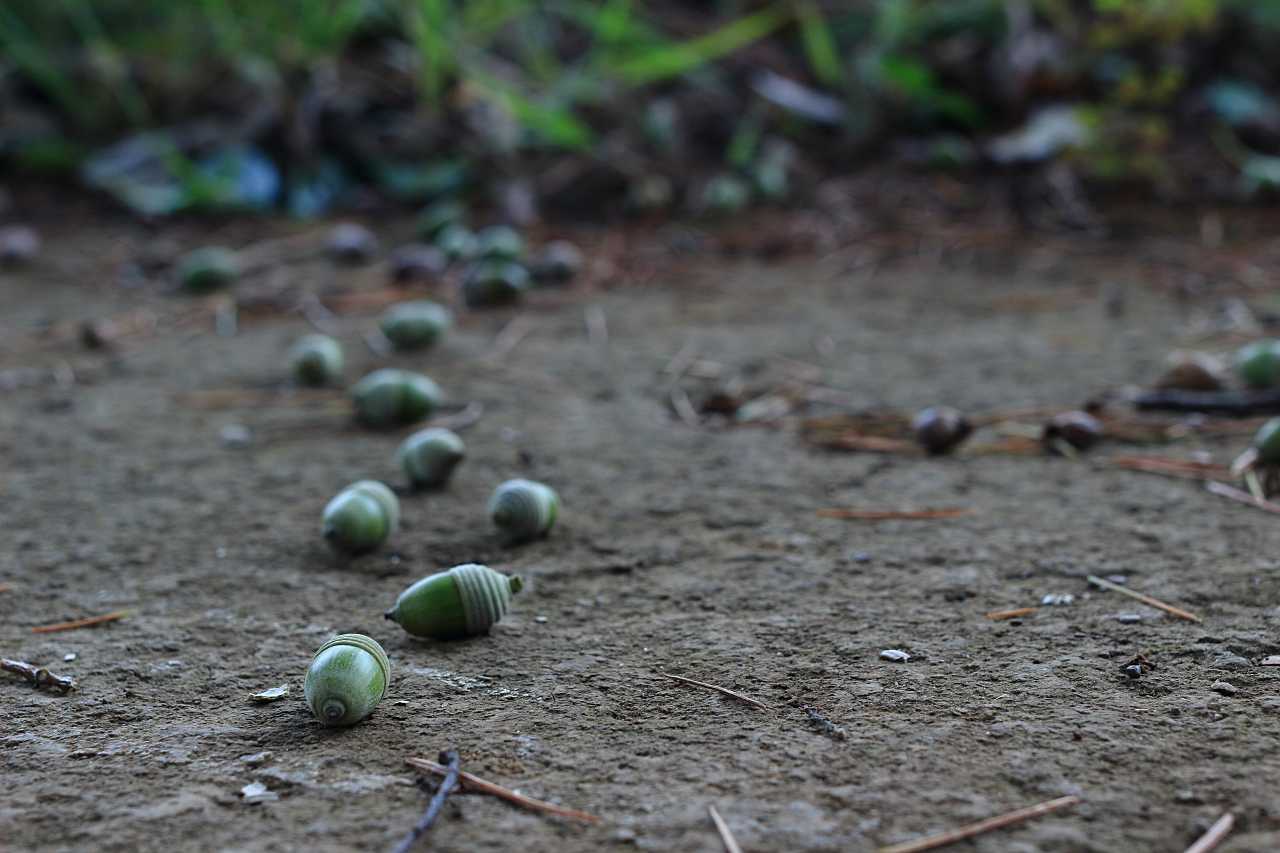 どんぐりの行方の写真素材